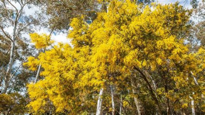 Discovering Acacia Kersey: A Look at the Remarkable Wattle Plant