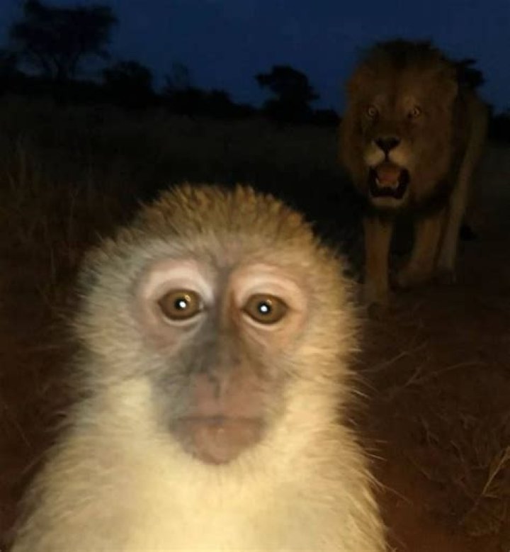 Unpacking the **Monkey Lion Meme**: Your Guide to Internet's Favorite Contrast